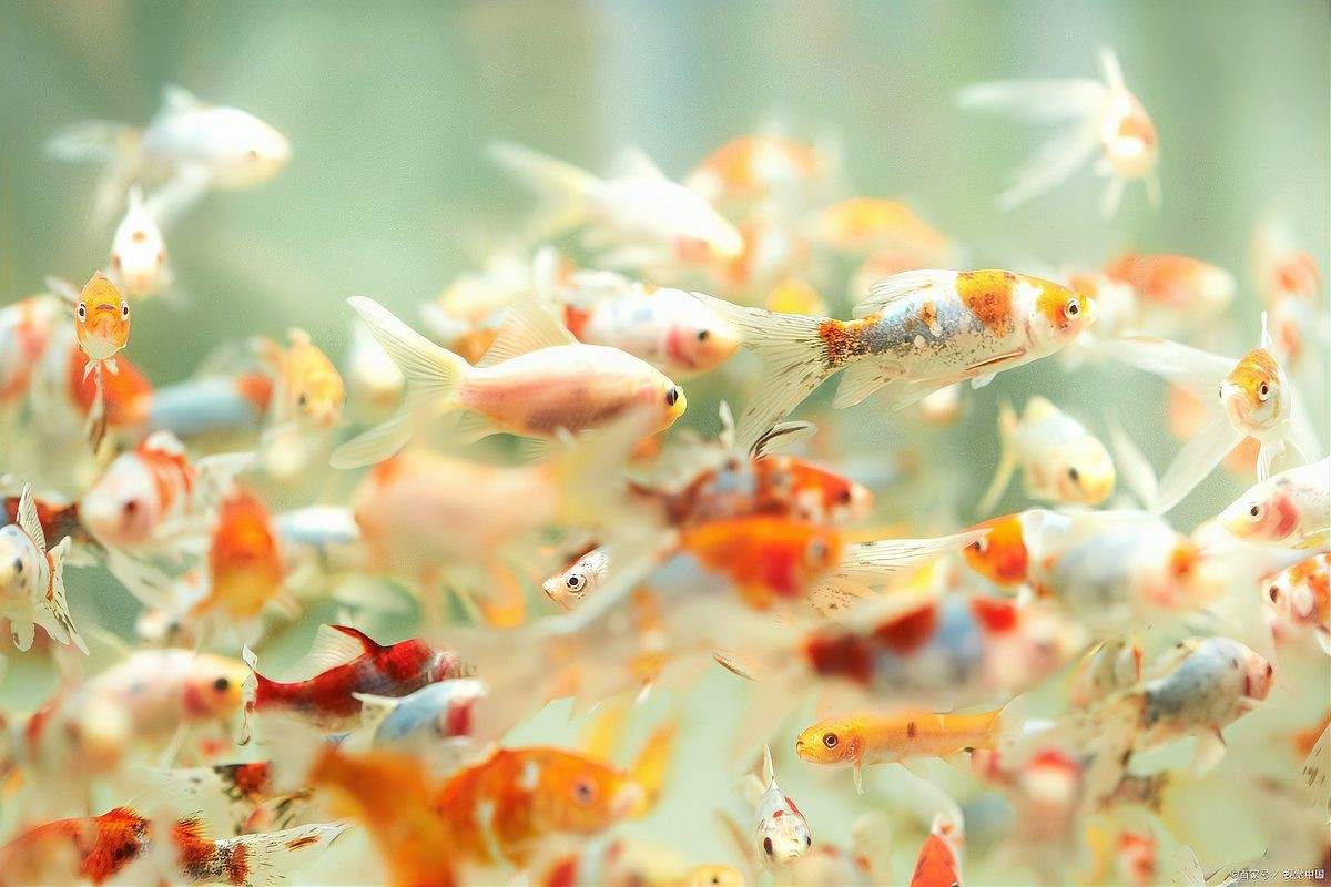 魚在魚缸里產卵能活嗎 魚在魚缸里產卵能活嗎 龍魚論壇 第5張
