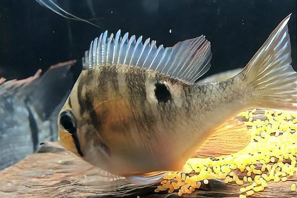 魚在魚缸里產卵能活嗎 魚在魚缸里產卵能活嗎 龍魚論壇 第4張