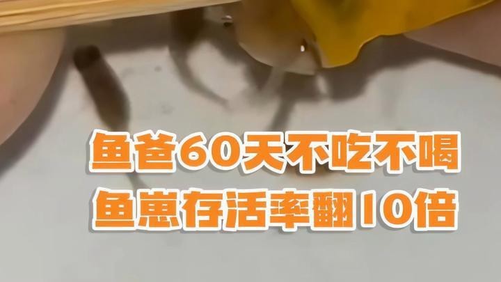 魚在魚缸里產卵能活嗎 魚在魚缸里產卵能活嗎 龍魚論壇 第9張
