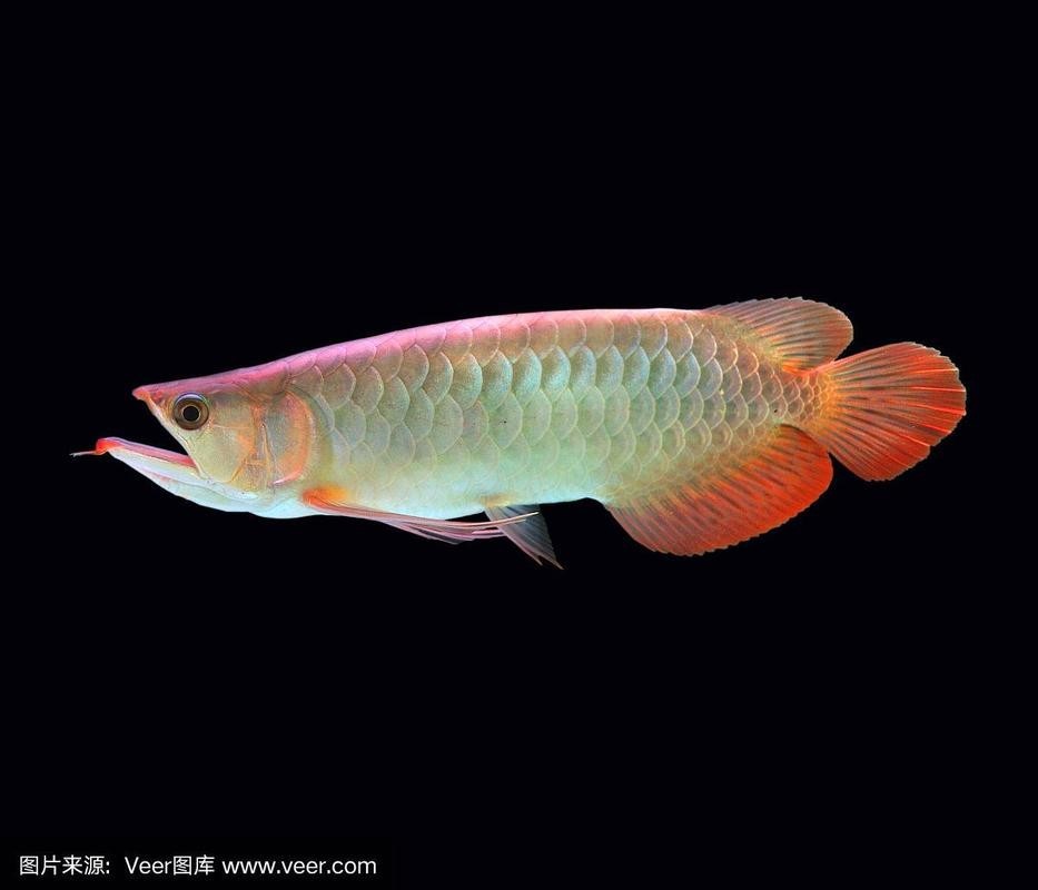 黑色金龍魚(yú)圖片