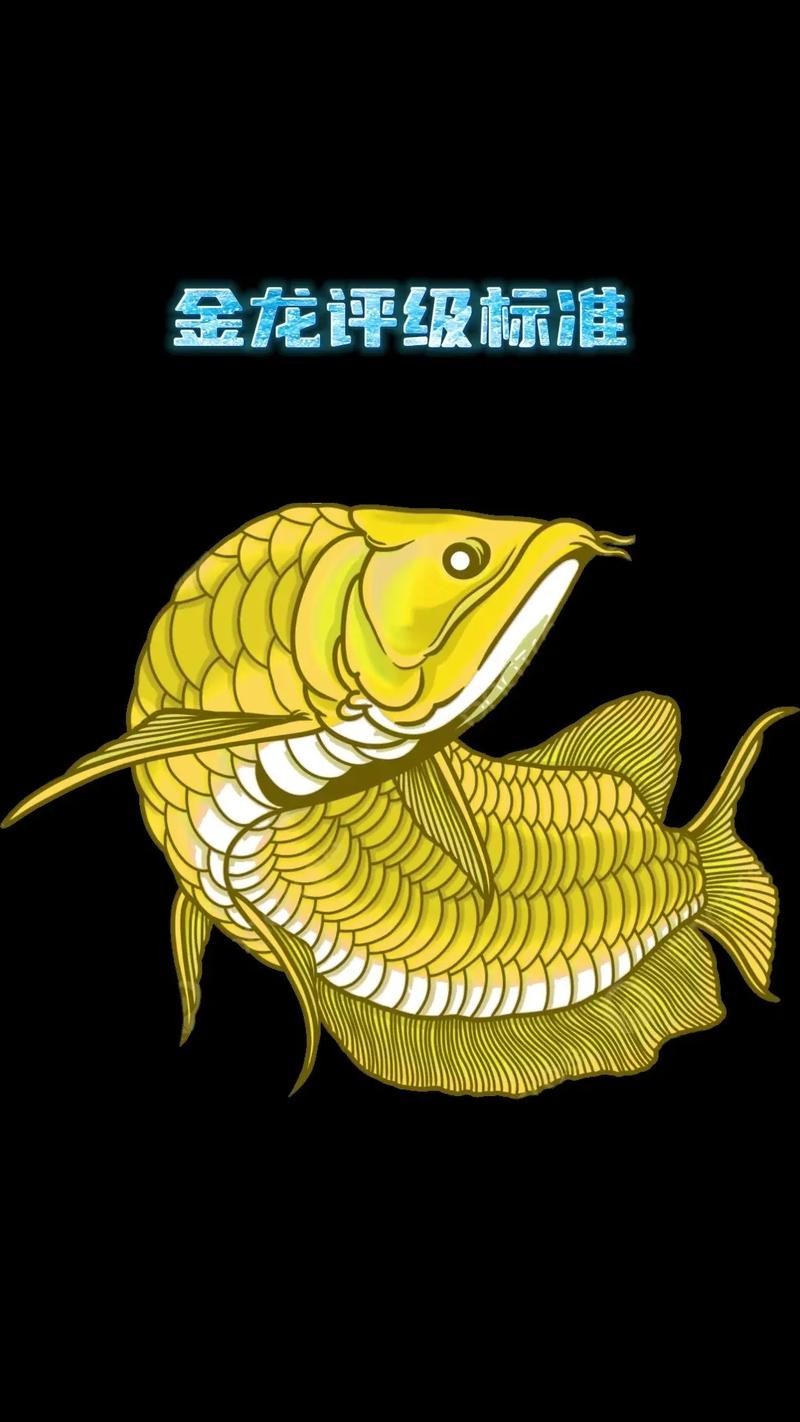 黑色金龍魚(yú)圖片