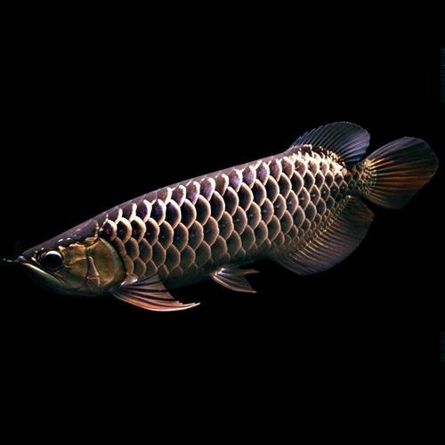 黑色金龍魚(yú)圖片