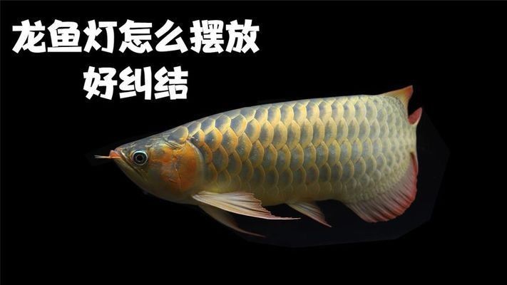 龍魚白燈的擺放方法