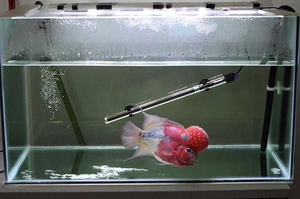 魚缸加熱治療效果評估：魚缸加熱器對水族箱水溫的控制和治療效果的評估