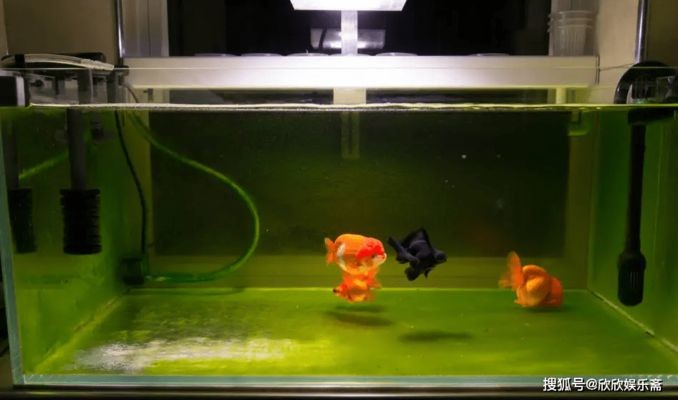 大小兩個魚缸：大小兩個魚缸選擇多大的魚缸最好取決于多個因素