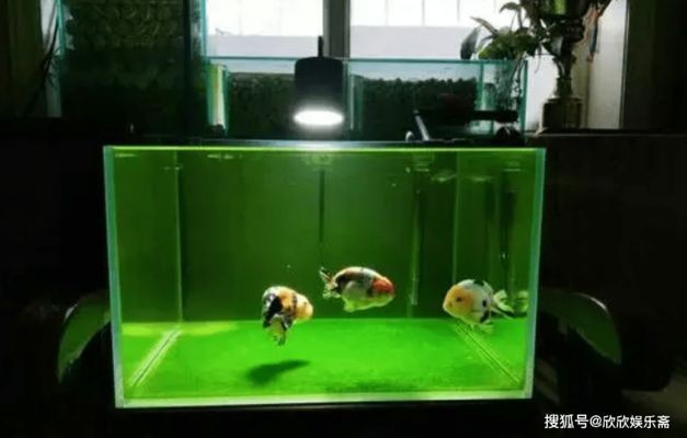 大小兩個魚缸：大小兩個魚缸選擇多大的魚缸最好取決于多個因素