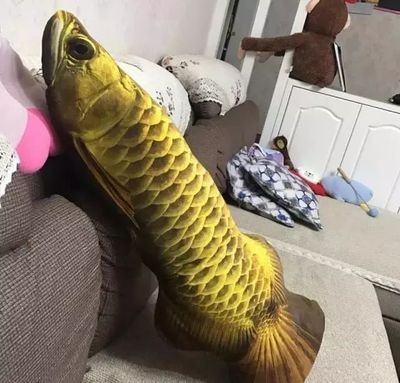 金龍魚吃蘋果嗎會死嗎：金龍魚可以吃蘋果嗎，金龍魚吃蘋果會死嗎