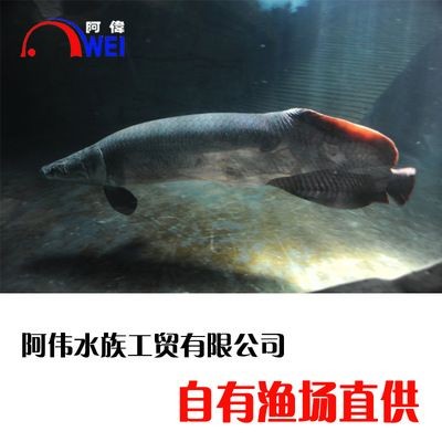 海象魚的飼養方法:海象魚的養護秘籍探索如何養護海象魚的養護秘籍探索 魚缸百科 第3張 海象魚的飼養方法:海象魚的養護秘籍探索如何養護海象魚的養護秘籍探索 海象魚的飼養方法:海象魚的養護秘籍探索如何養護海象魚的養護秘籍探索 魚缸百科 第3張