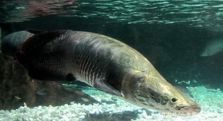 海象魚的飼養方法：海象魚的養護秘籍探索如何養護海象魚的養護秘籍探索 海象魚的飼養方法：海象魚的養護秘籍探索如何養護海象魚的養護秘籍探索 魚缸百科 第2張