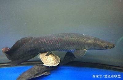 海象魚的飼養方法:海象魚的養護秘籍探索如何養護海象魚的養護秘籍探索 魚缸百科 第1張 海象魚的飼養方法:海象魚的養護秘籍探索如何養護海象魚的養護秘籍探索 海象魚的飼養方法:海象魚的養護秘籍探索如何養護海象魚的養護秘籍探索 魚缸百科 第1張