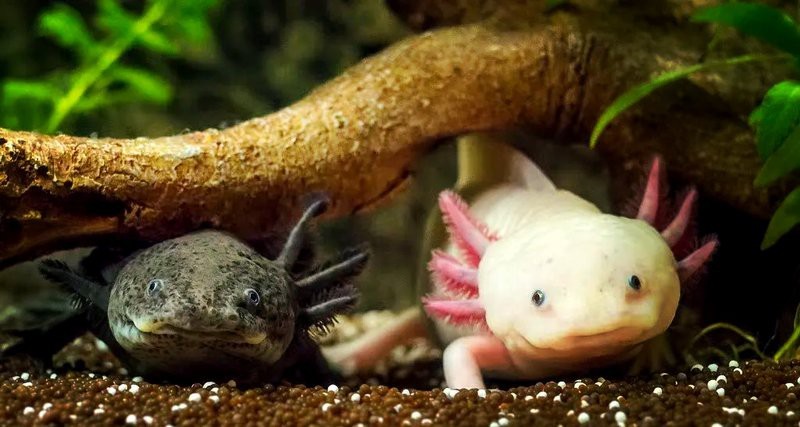 六角恐龍魚吉利嗎