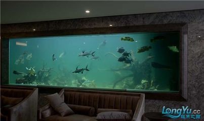 在呼和浩特購買魚缸需要注意哪些問題：呼和浩特魚缸供應商家在線購物平臺上搜索呼和浩特的魚缸