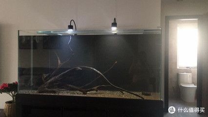 魚缸水質(zhì)管理全攻略：如何處理底濾魚缸水渾濁