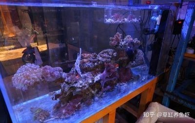 魚缸水質(zhì)管理全攻略：如何處理底濾魚缸水渾濁