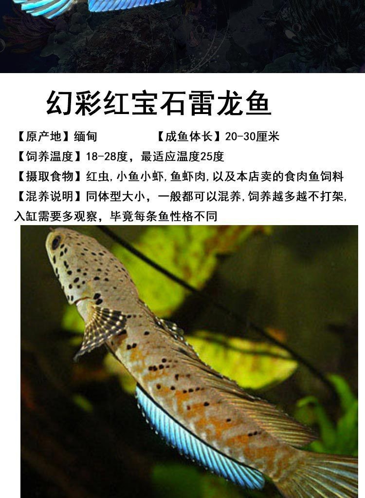 鬼王雷龍魚長大后的樣子