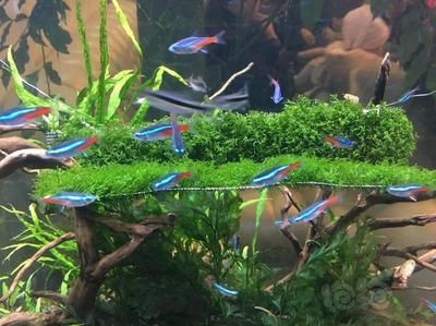 哪些藥物可以預(yù)防龍魚鱗片脫落？，預(yù)防龍魚鱗片脫落的藥物是由多種原因引起的，但請(qǐng)注意 哪些藥物可以預(yù)防龍魚鱗片脫落？，預(yù)防龍魚鱗片脫落的藥物是由多種原因引起的，但請(qǐng)注意 龍魚百科 第2張