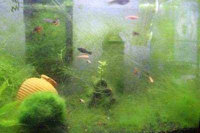 魚缸里面長(zhǎng)出長(zhǎng)絲：關(guān)于魚缸長(zhǎng)絲藻的一些詳細(xì)信息 魚缸里面長(zhǎng)出長(zhǎng)絲：關(guān)于魚缸長(zhǎng)絲藻的一些詳細(xì)信息 魚缸百科 第3張