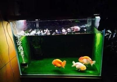 魚缸里面長(zhǎng)出長(zhǎng)絲：關(guān)于魚缸長(zhǎng)絲藻的一些詳細(xì)信息 魚缸里面長(zhǎng)出長(zhǎng)絲：關(guān)于魚缸長(zhǎng)絲藻的一些詳細(xì)信息 魚缸百科 第1張