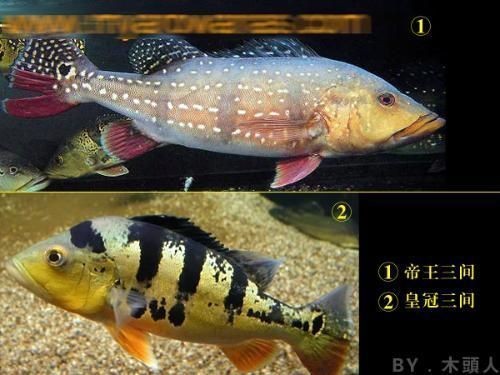 帝王三間和龍魚(yú)打架：帝王三間與龍魚(yú)混養(yǎng)技巧,如何判斷帝王三間攻擊性,龍魚(yú)領(lǐng)地意識(shí)強(qiáng)的表現(xiàn)