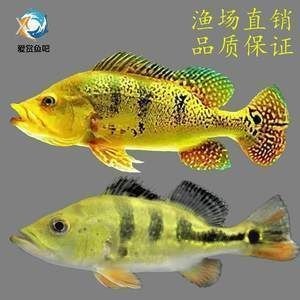 帝王三間和龍魚(yú)打架：帝王三間與龍魚(yú)混養(yǎng)技巧,如何判斷帝王三間攻擊性,龍魚(yú)領(lǐng)地意識(shí)強(qiáng)的表現(xiàn)