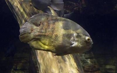 帝王三間和龍魚(yú)打架：帝王三間與龍魚(yú)混養(yǎng)技巧,如何判斷帝王三間攻擊性,龍魚(yú)領(lǐng)地意識(shí)強(qiáng)的表現(xiàn)