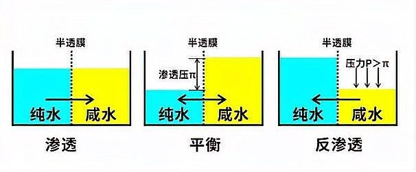 紅箭魚放鹽的正確方法