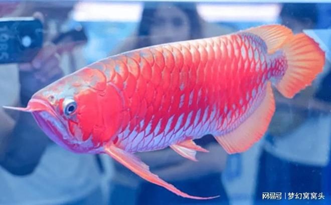 1米龍魚多少錢一條圖片（龍魚價格大概多少錢一條(龍魚多少錢一條）