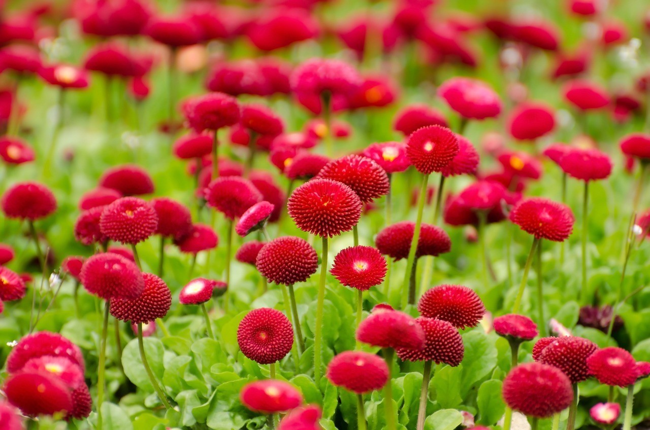 海口龍華時尚佳園藝花行（海口龍華時尚佳園藝花行電話）