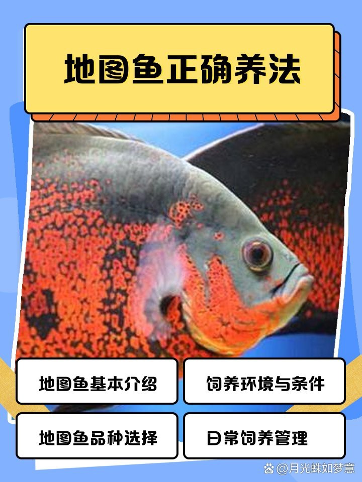 地圖魚(yú)黑的好還是紅的好