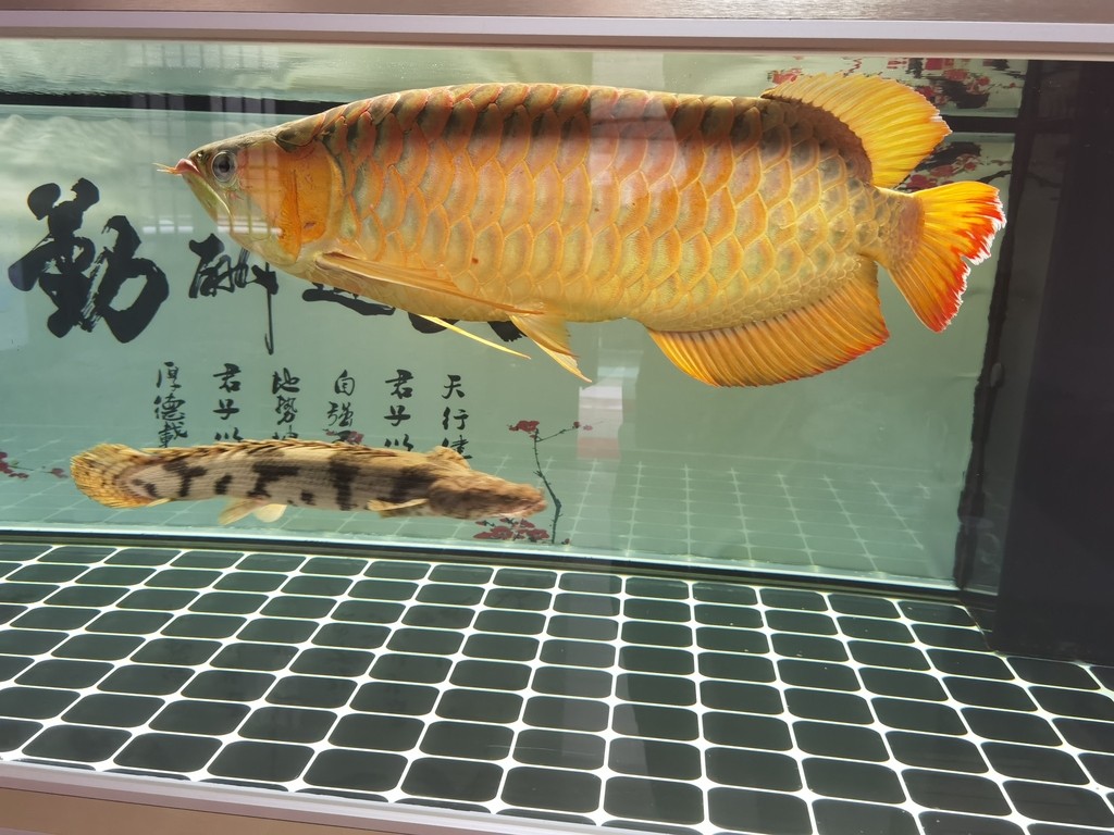 胡須彎曲的藥物選擇有限，目前沒有特定的藥物可以直接用于預(yù)防胡須彎曲，胡須彎曲怎么辦