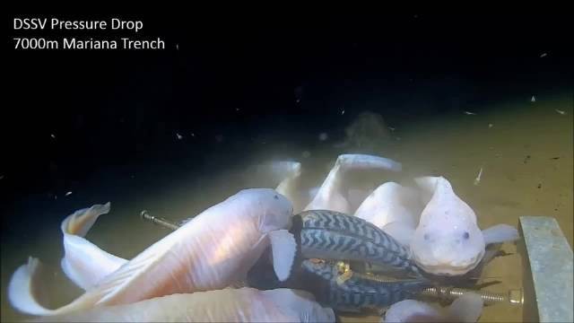 深海獅子魚多少錢一只