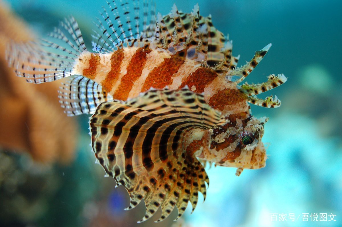 深海獅子魚多少錢一只