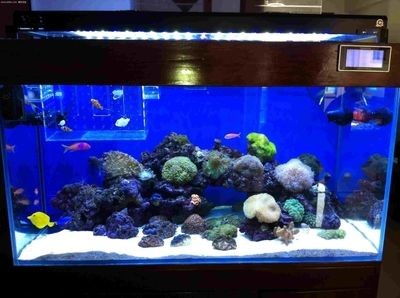 海水魚缸orp值：如何提高海水魚缸orp值