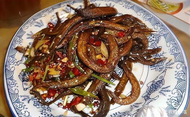 刀鰍不能隨便養(yǎng)的原因