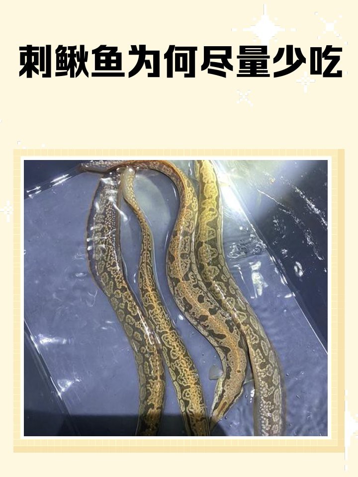 刀鰍不能隨便養(yǎng)的原因