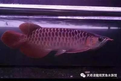 龍魚多少厘米開始發色：龍魚發色有講究龍魚發色有講究,龍魚發色有講究
