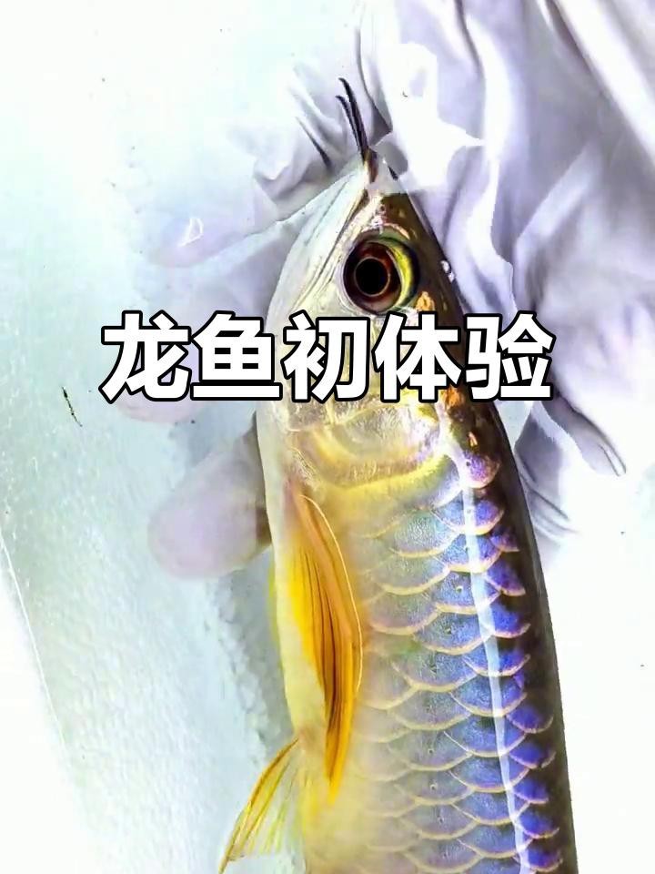 古典龍魚跟藍底龍魚的區別 古典龍魚跟藍底龍魚的區別 龍魚論壇 第7張