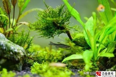 新手養魚魚缸水渾濁怎么變清（新手養魚魚缸水渾濁怎么變清魚缸水渾濁怎么變清）