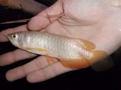 歐柏龍魚缸價格多少：歐柏龍魚缸價格是多少