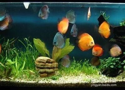 如何判斷金龍魚立鱗的嚴重程度（如何判斷金龍魚立鱗病）