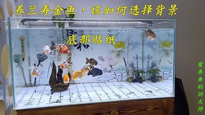 河源市源城區湖濱觀賞魚店（河源市源城區湖濱觀賞魚店地址）