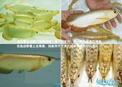 魏塘永苑水族花卉店（魏塘永苑水族花卉店地址）