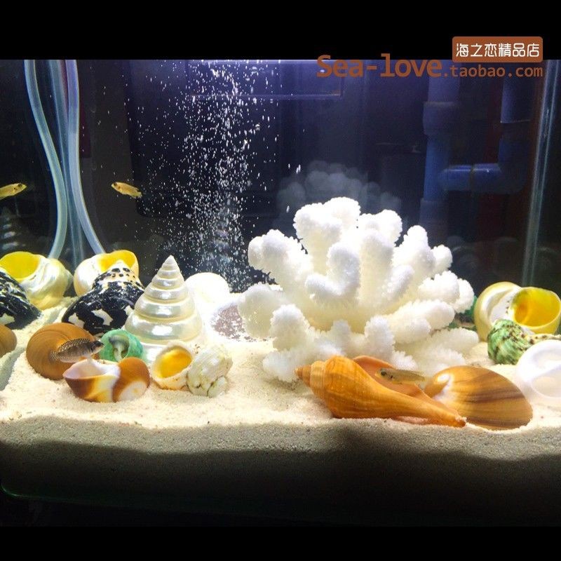 熱帶魚飼養(yǎng)的歷史演變熱帶魚飼養(yǎng)的歷史演變熱帶魚飼養(yǎng)的歷史演變：海魚缸造景是什么？