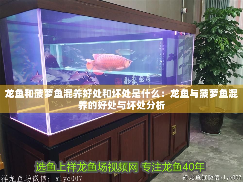 龍魚和菠蘿魚混養(yǎng)好處和壞處是什么：龍魚與菠蘿魚混養(yǎng)的好處與壞處分析 龍魚和菠蘿魚混養(yǎng)好處和壞處是什么：龍魚與菠蘿魚混養(yǎng)的好處與壞處分析 龍魚百科 第1張