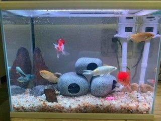 寵小到大魚缸怎么樣：寵小到大魚缸的詳細介紹