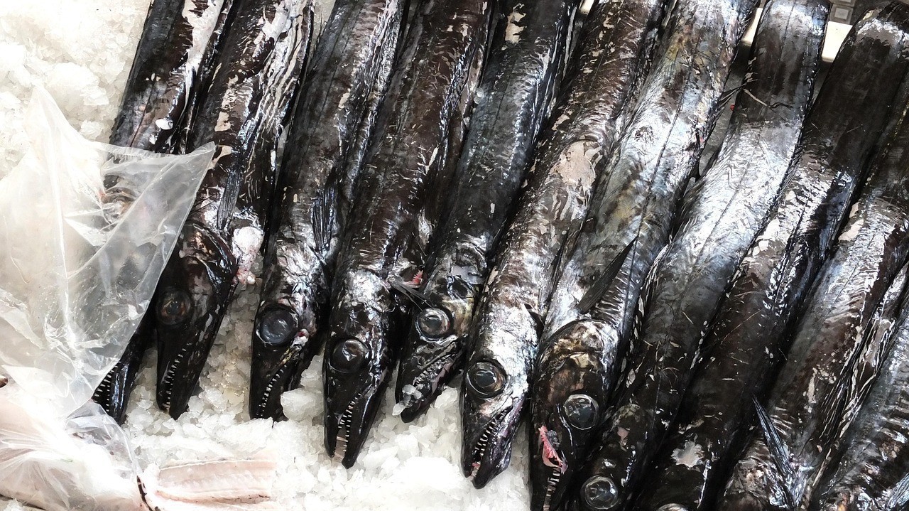 黑帝王魚 黑帝王魚 龍魚論壇 第2張