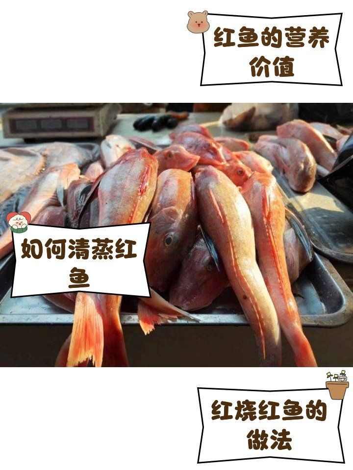 紅魚的做法大全家常做法 紅魚的做法大全家常做法 龍魚論壇 第5張