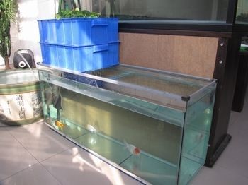 魚缸清潔時如何保護魚類？：如何有效清潔魚缸