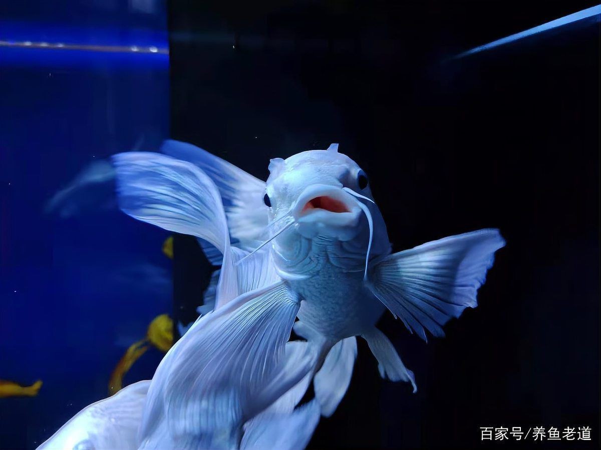 蝴蝶鯉有幾種 蝴蝶鯉有幾種 龍魚論壇 第11張