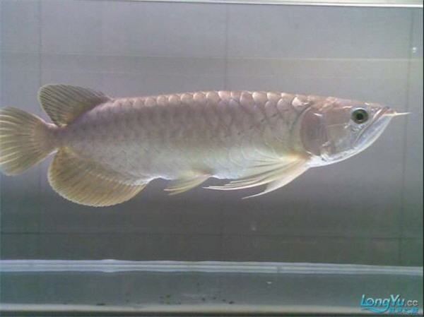 觀賞魚青龍真品 觀賞魚青龍真品 龍魚論壇 第3張
